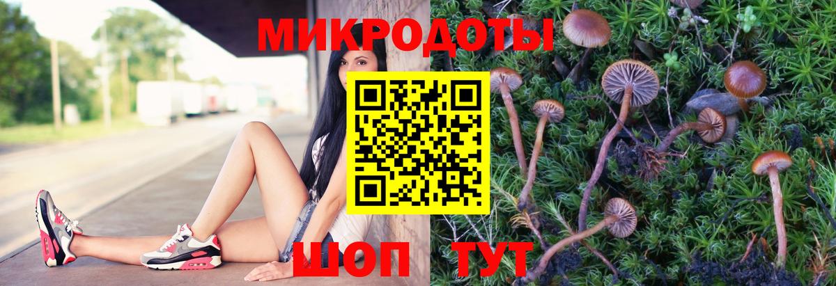Галлюциногенные грибы Psilocybe Рязань
